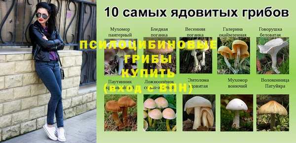 амф Гусев
